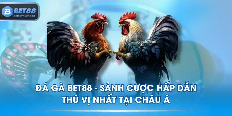 Đá Gà BET88 - Sảnh Cược Hấp Dẫn, Thú Vị Nhất Tại Châu Á