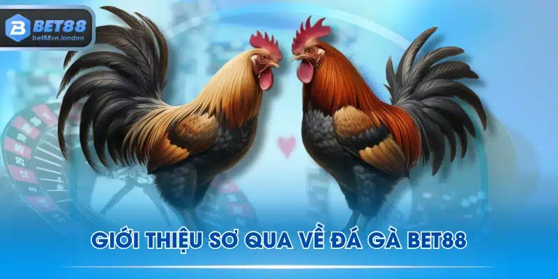 Giới thiệu sơ qua về đá gà BET88